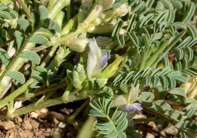 Astragalus lentiginosus var. kernensis photo 2