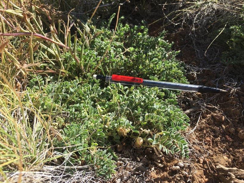 Astragalus lentiginosus var. kernensis photo 3