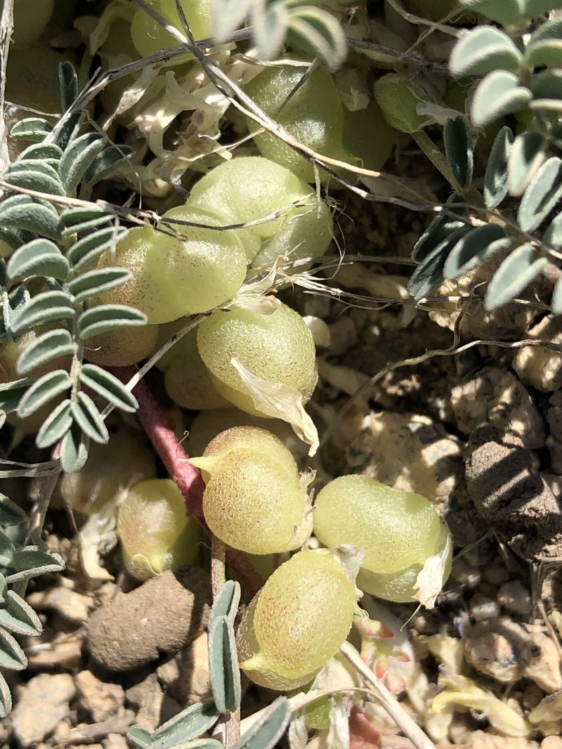 Astragalus lentiginosus var. kernensis photo 4