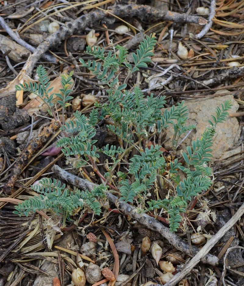 Astragalus lentiginosus var. kernensis photo 5