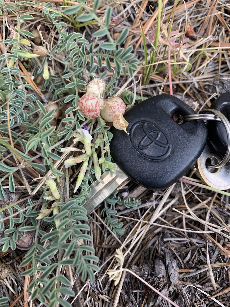 Astragalus lentiginosus var. kernensis photo 6