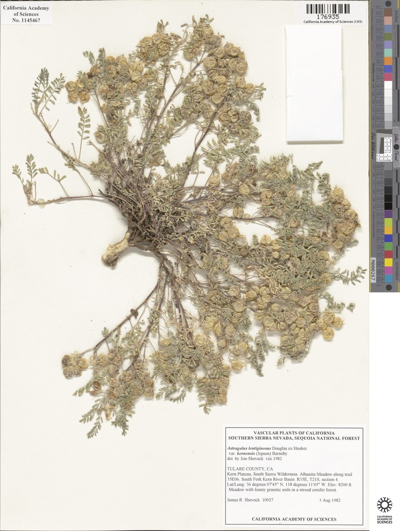 Astragalus lentiginosus var. kernensis photo 7