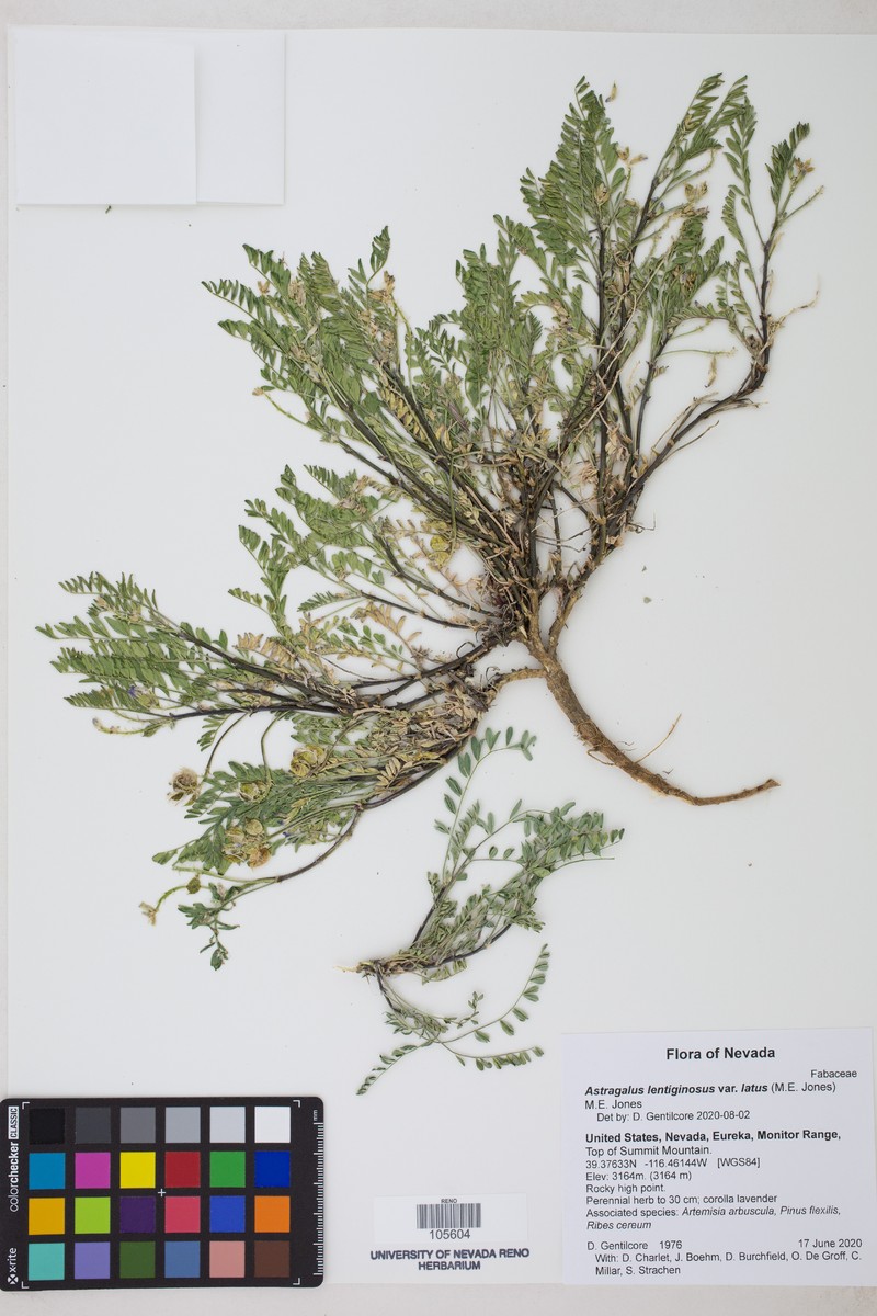 Astragalus lentiginosus var. latus