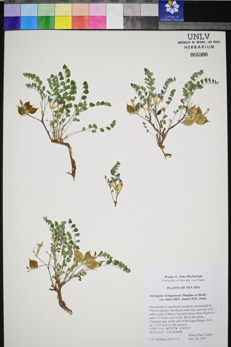 Astragalus lentiginosus var. latus photo 2