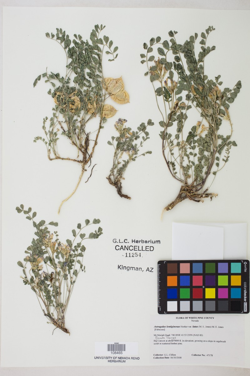Astragalus lentiginosus var. latus photo 3
