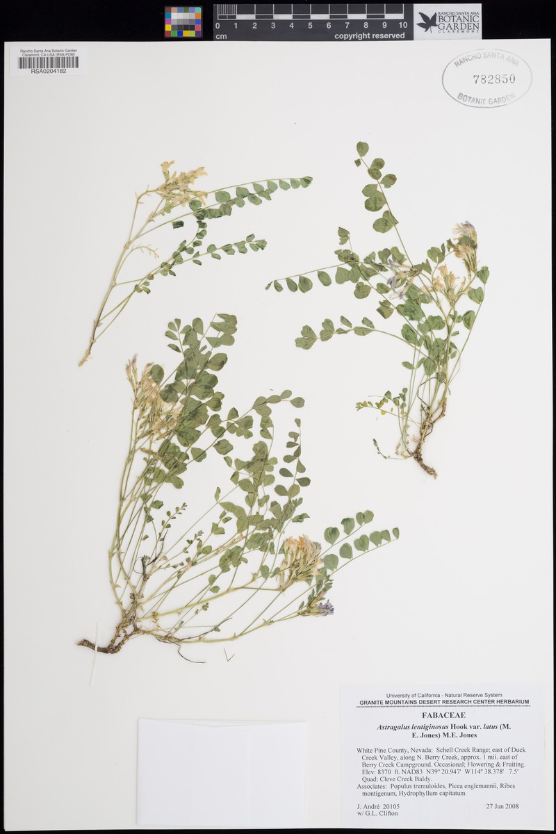 Astragalus lentiginosus var. latus photo 4