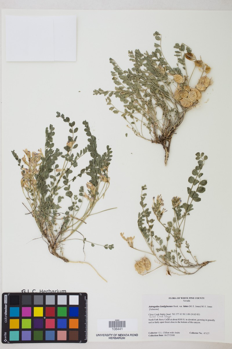 Astragalus lentiginosus var. latus photo 5