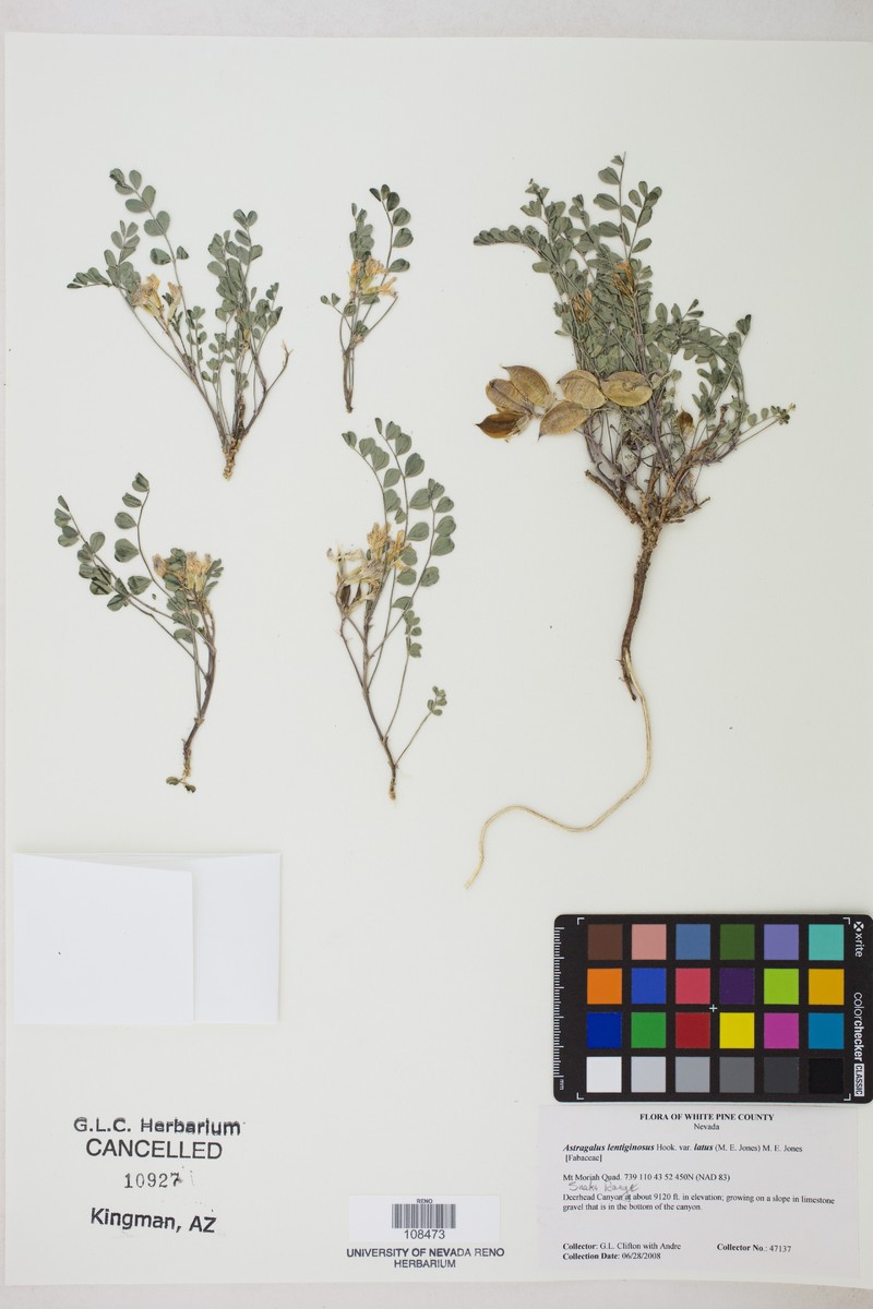 Astragalus lentiginosus var. latus photo 6