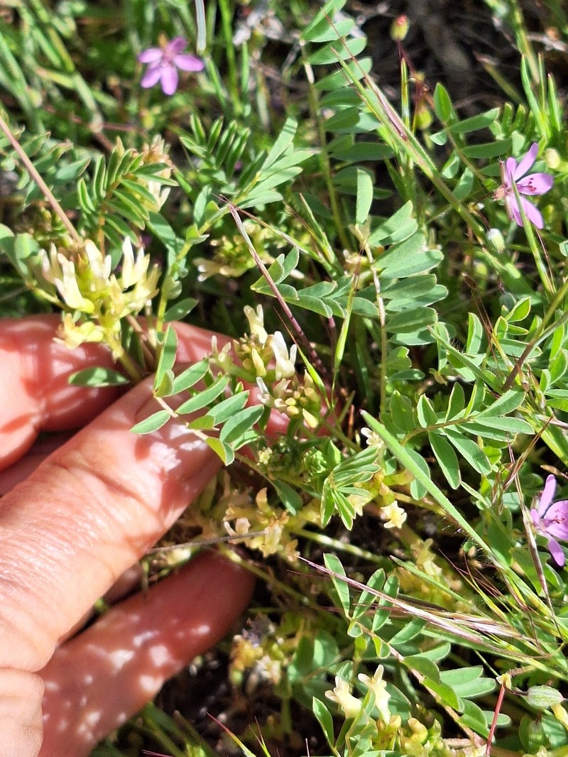 Astragalus lentiginosus var. lentiginosus