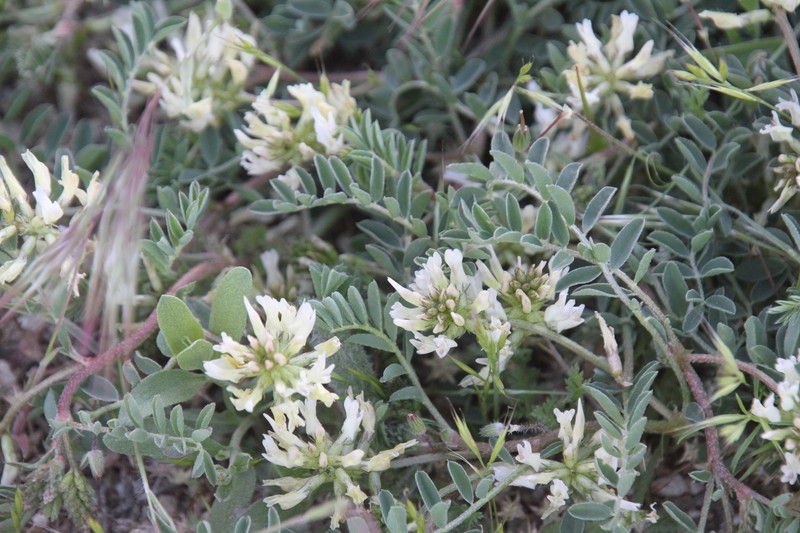 Astragalus lentiginosus var. lentiginosus photo 2