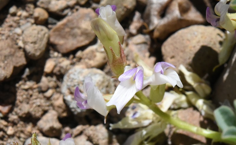 Astragalus lentiginosus var. lentiginosus photo 3