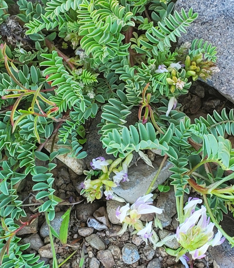 Astragalus lentiginosus var. lentiginosus photo 4