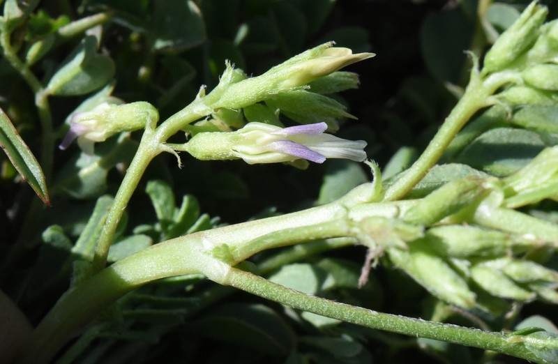 Astragalus lentiginosus var. lentiginosus photo 5