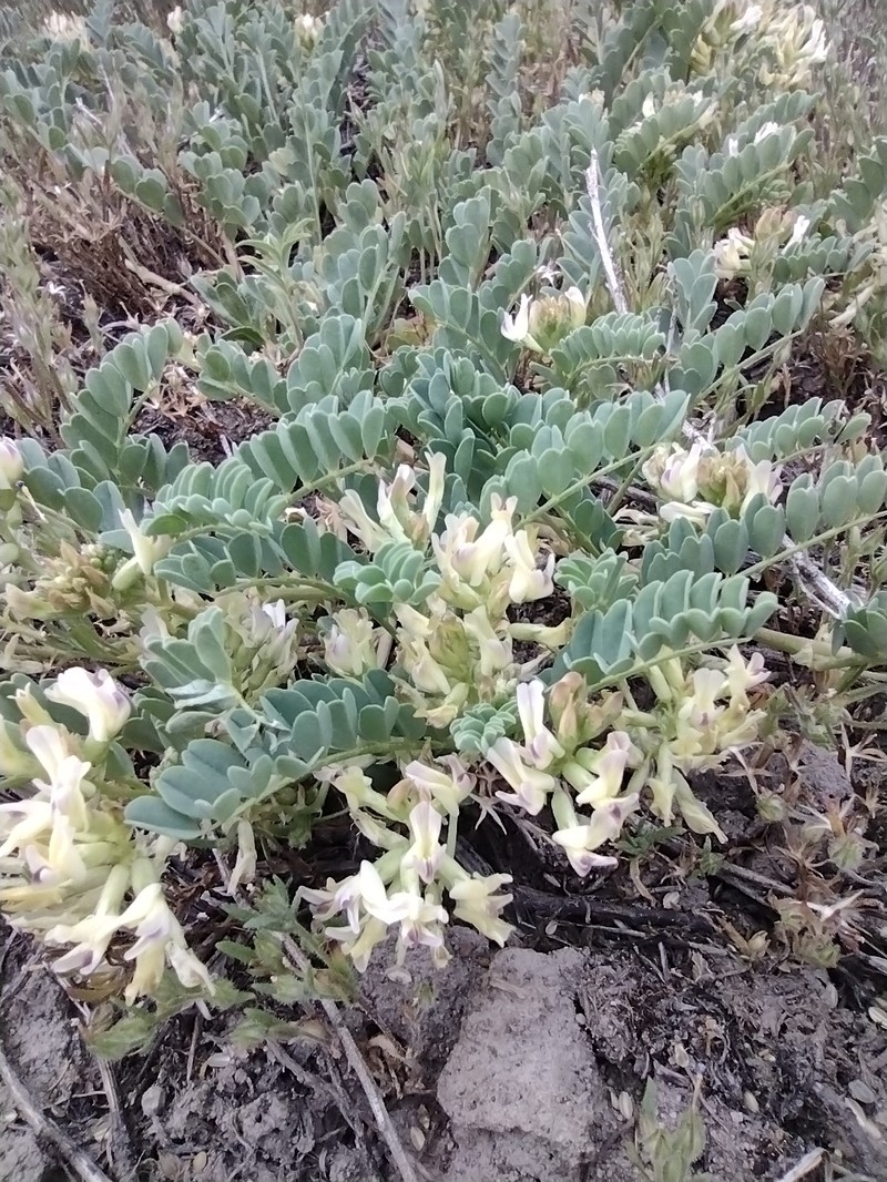 Astragalus lentiginosus var. lentiginosus photo 6
