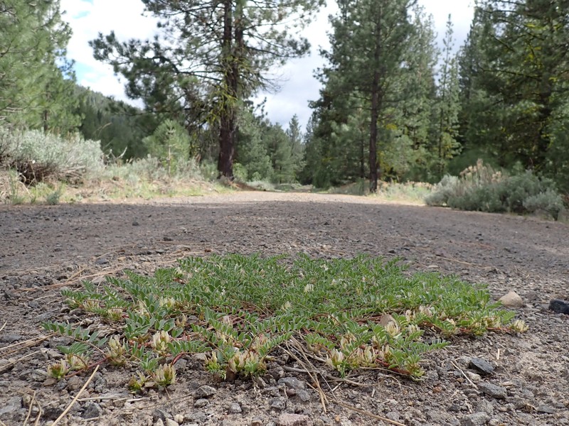 Astragalus lentiginosus var. lentiginosus photo 8