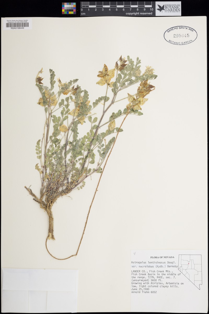 Astragalus lentiginosus var. macrolobus