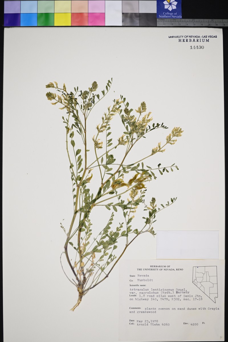 Astragalus lentiginosus var. macrolobus photo 2