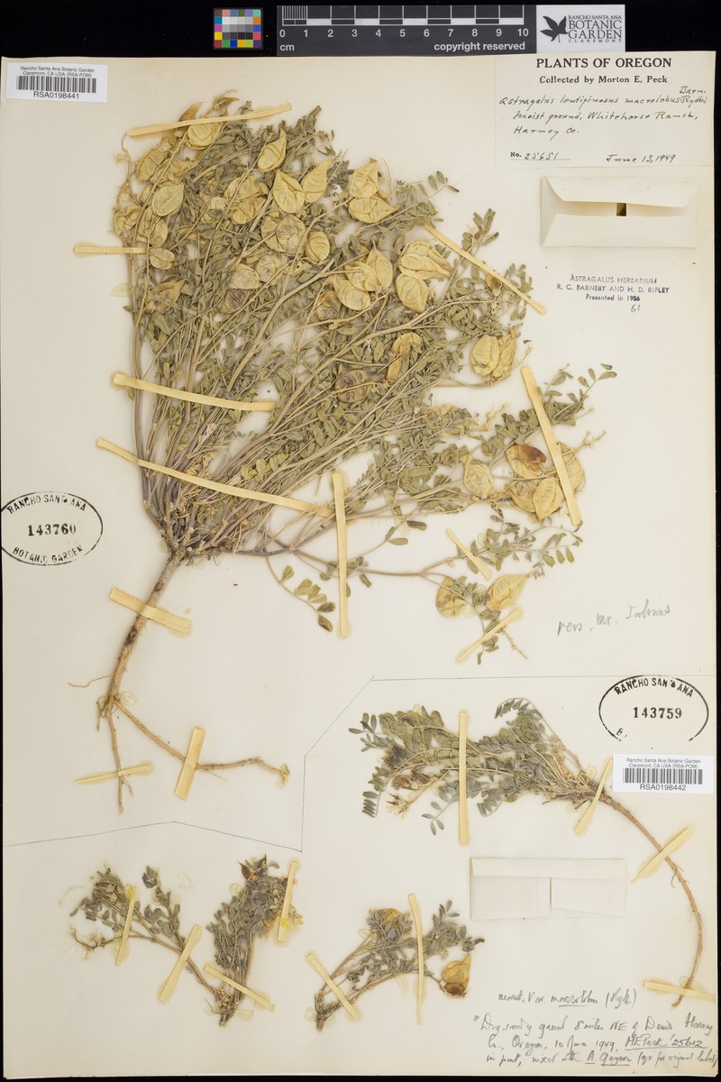 Astragalus lentiginosus var. macrolobus photo 3