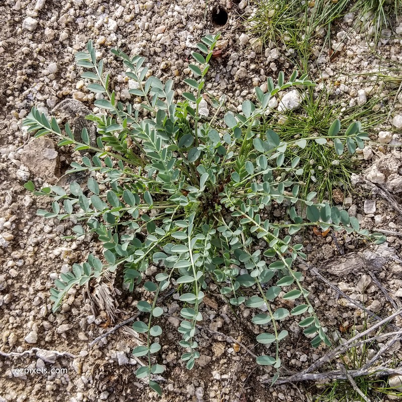 Astragalus lentiginosus var. maricopae