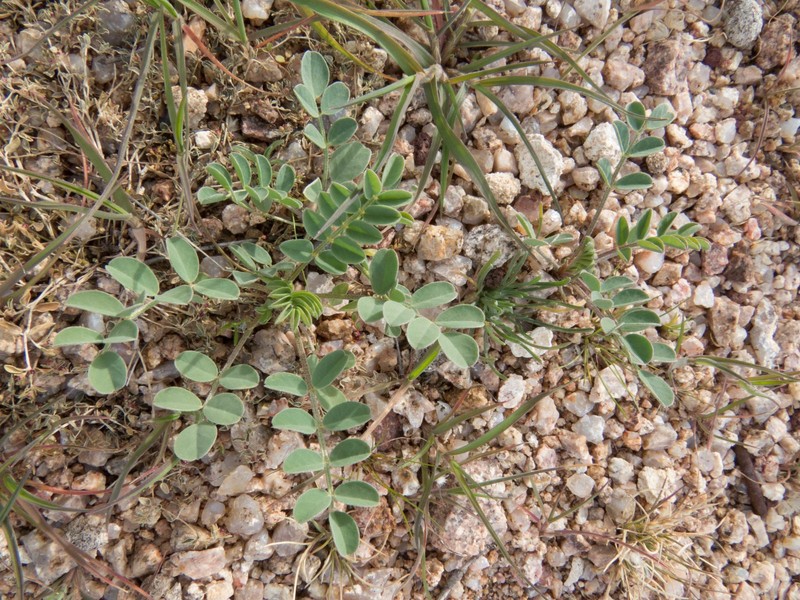 Astragalus lentiginosus var. maricopae photo 2