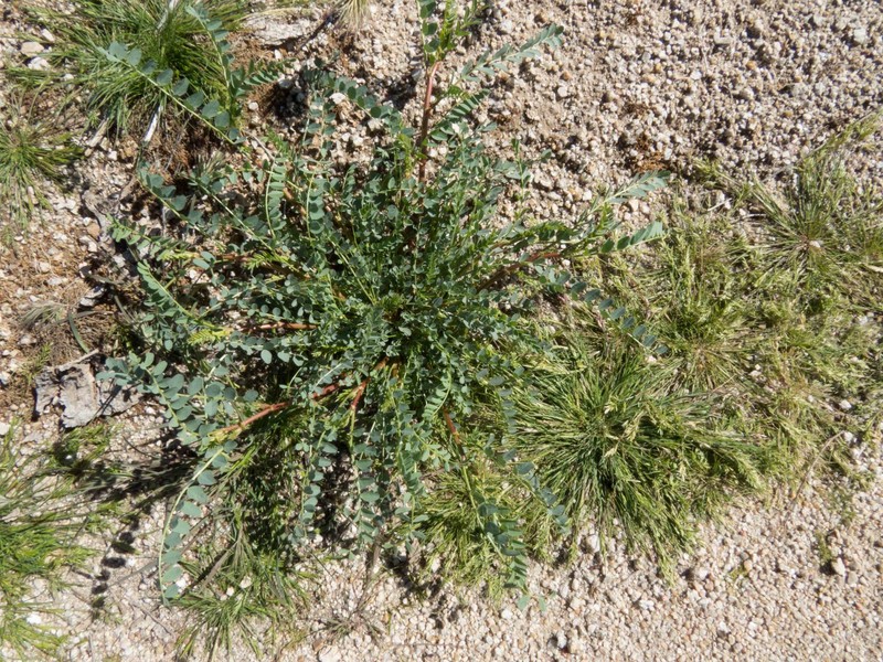Astragalus lentiginosus var. maricopae photo 3