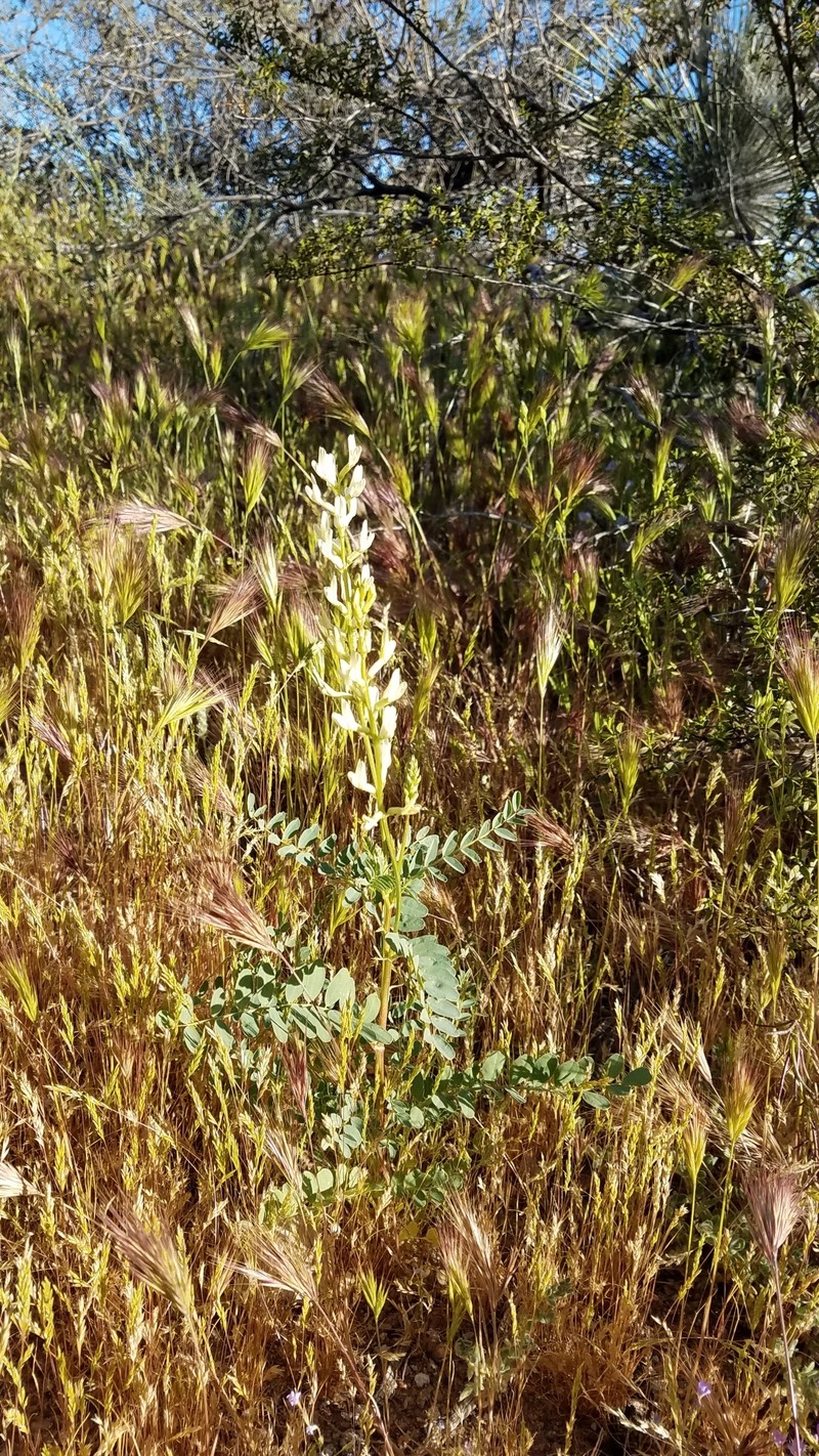 Astragalus lentiginosus var. maricopae photo 4