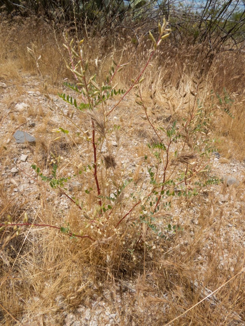 Astragalus lentiginosus var. maricopae photo 5