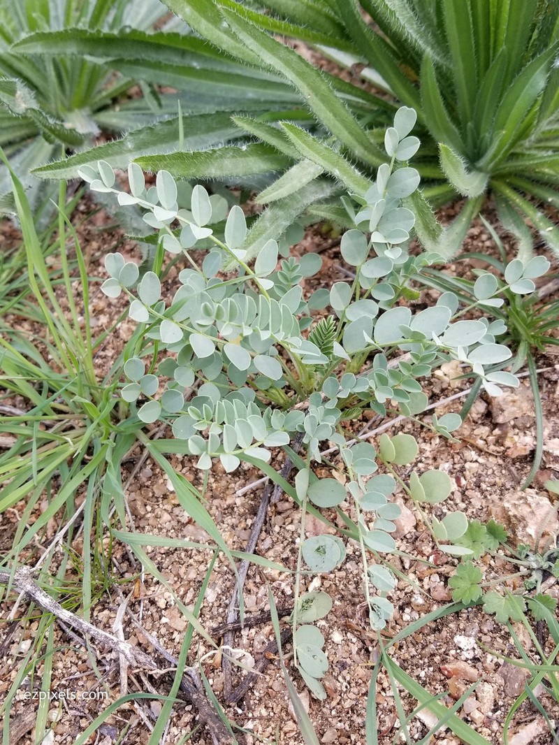 Astragalus lentiginosus var. maricopae photo 6