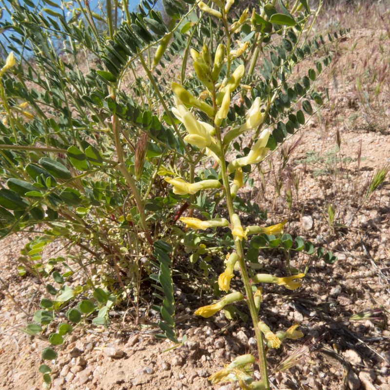 Astragalus lentiginosus var. maricopae photo 7