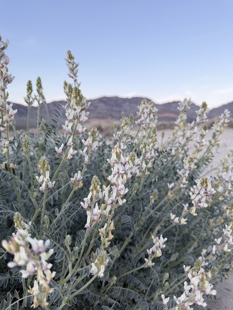 Astragalus lentiginosus var. micans