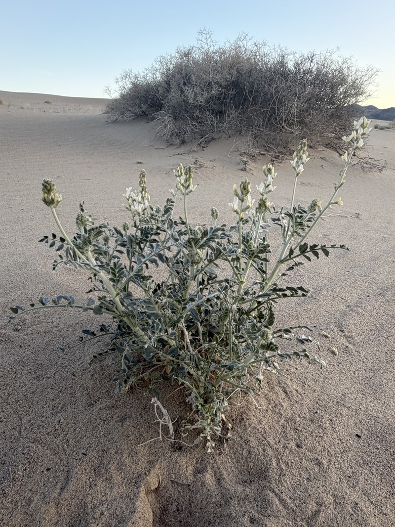 Astragalus lentiginosus var. micans photo 2