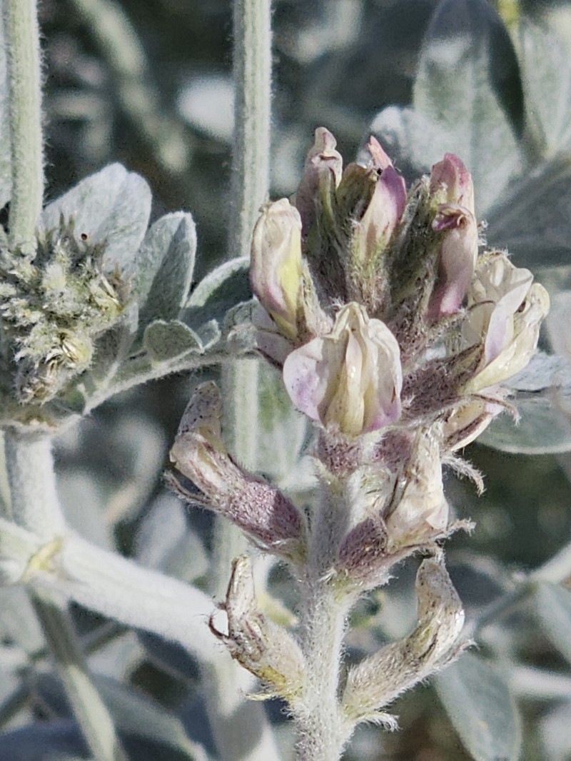 Astragalus lentiginosus var. micans photo 3