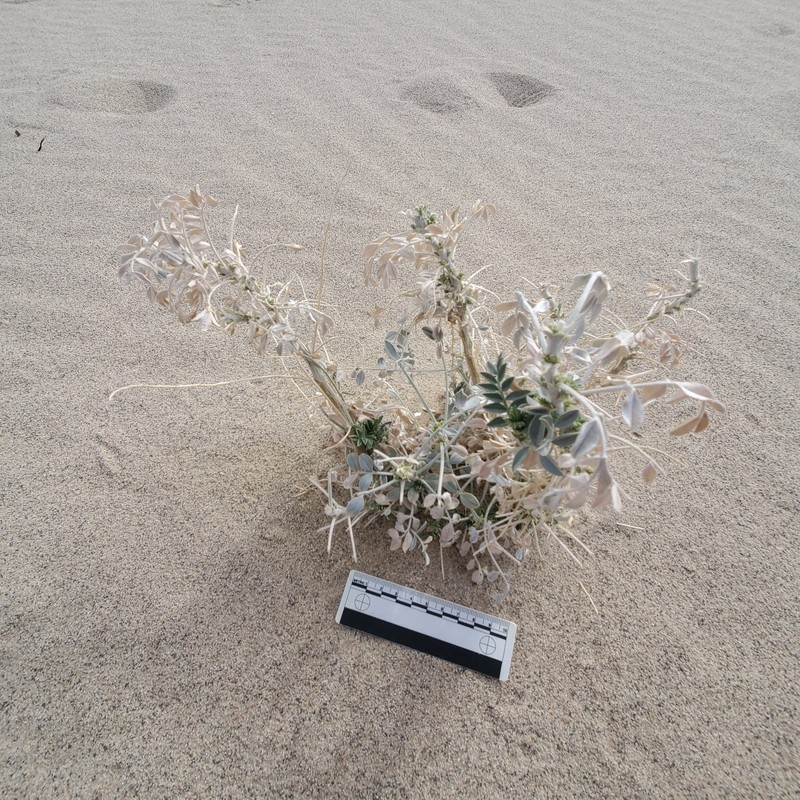Astragalus lentiginosus var. micans photo 4