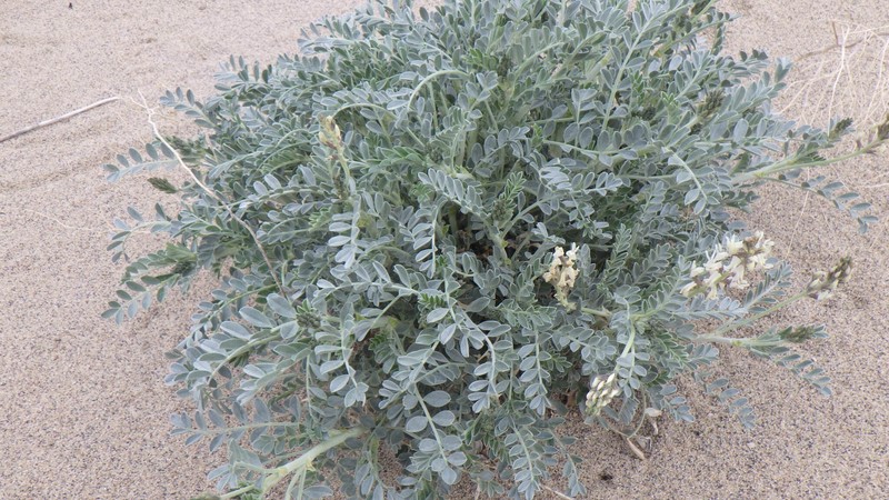Astragalus lentiginosus var. micans photo 7