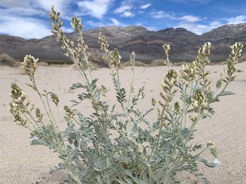 Astragalus lentiginosus var. micans photo 8