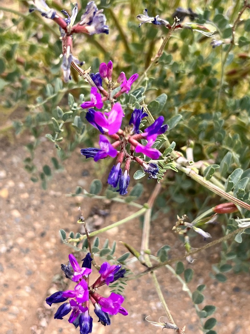 Mokiak Milkvetch photo 5