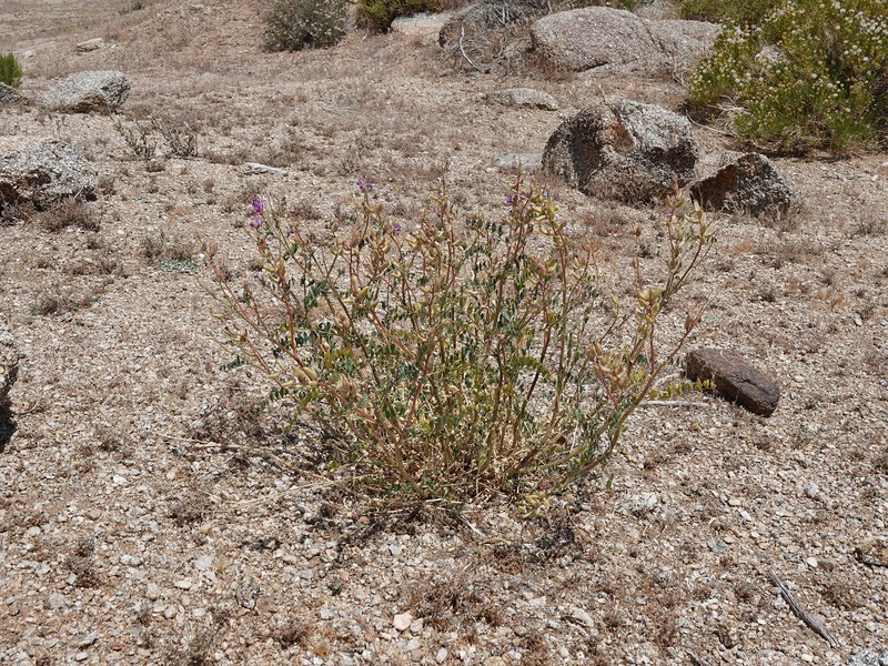 Mokiak Milkvetch photo 6
