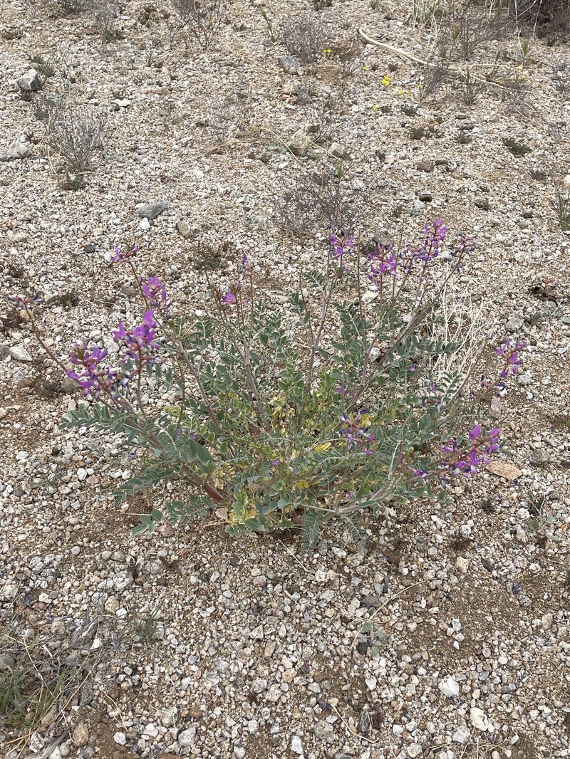 Mokiak Milkvetch photo 7