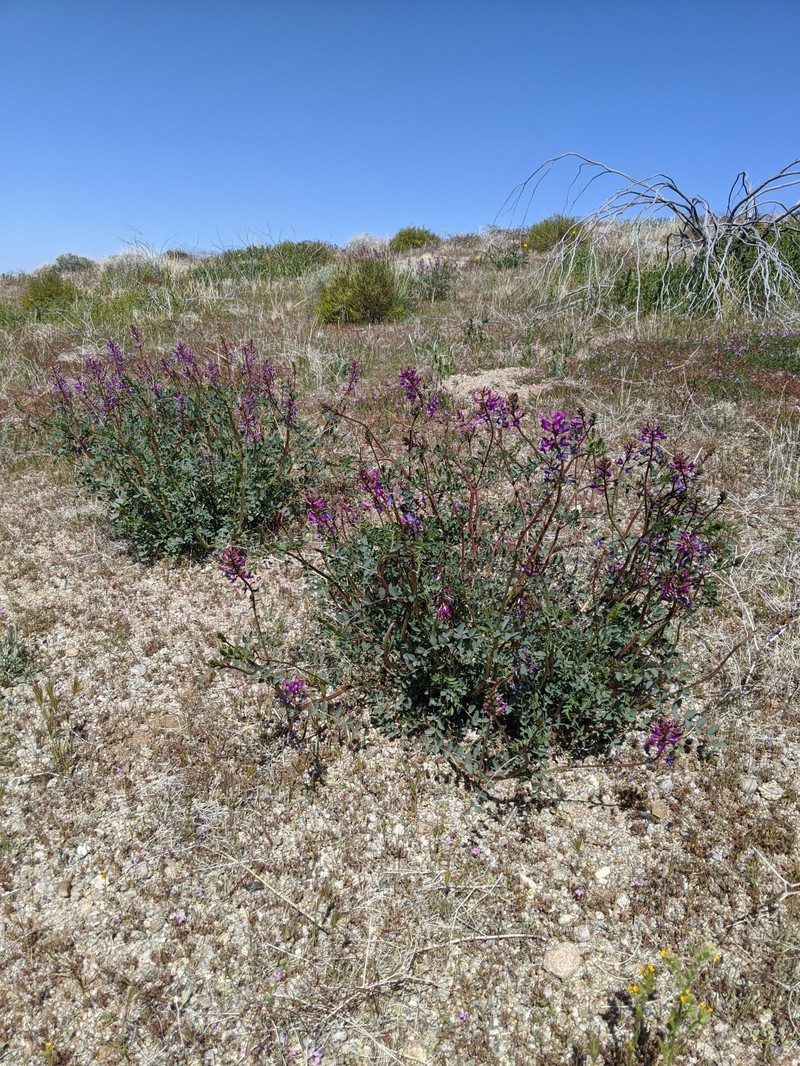 Mokiak Milkvetch photo 8
