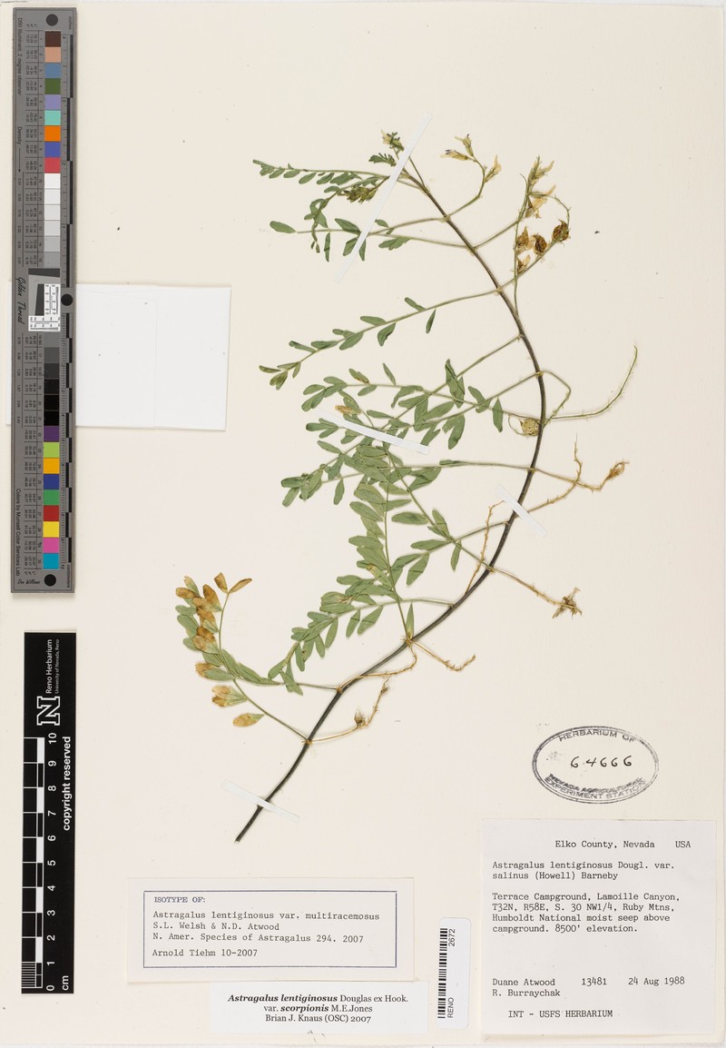 Astragalus lentiginosus var. multiracemosus