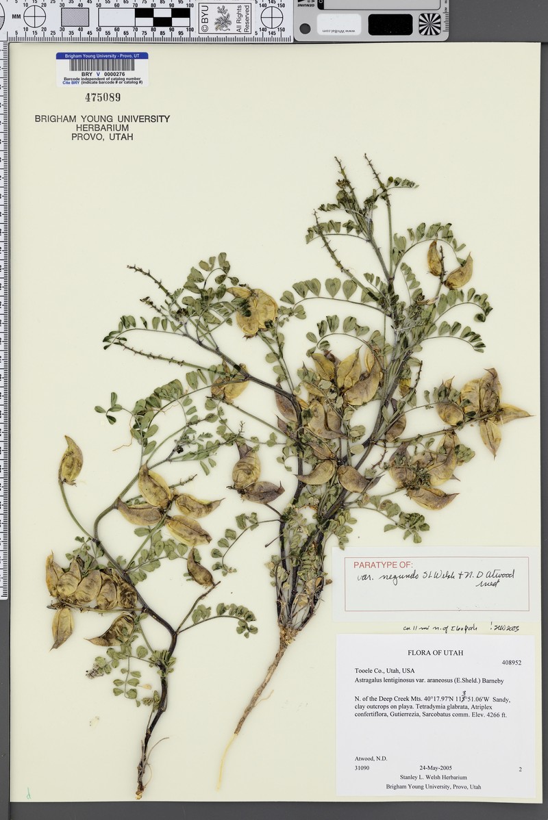 Astragalus lentiginosus var. negundo