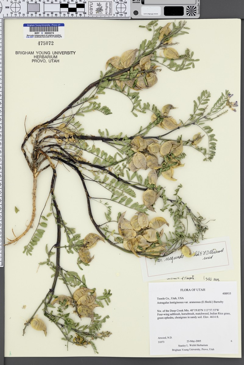 Astragalus lentiginosus var. negundo photo 2