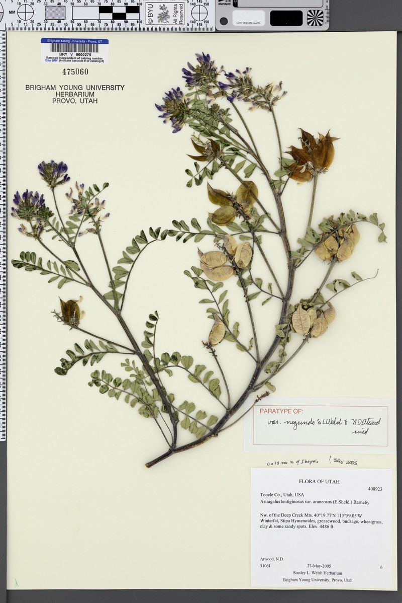 Astragalus lentiginosus var. negundo photo 3