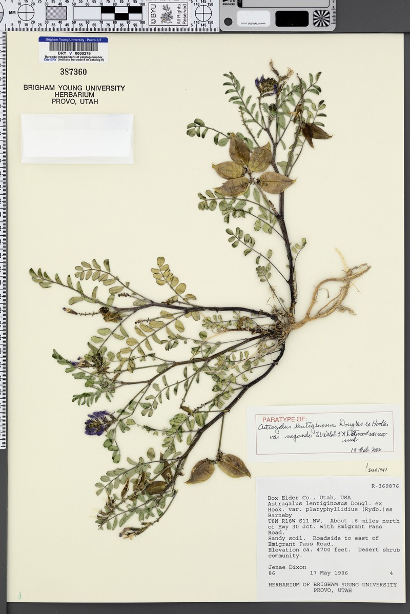 Astragalus lentiginosus var. negundo photo 4
