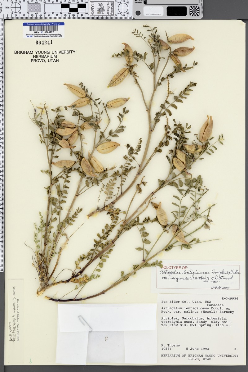 Astragalus lentiginosus var. negundo photo 5