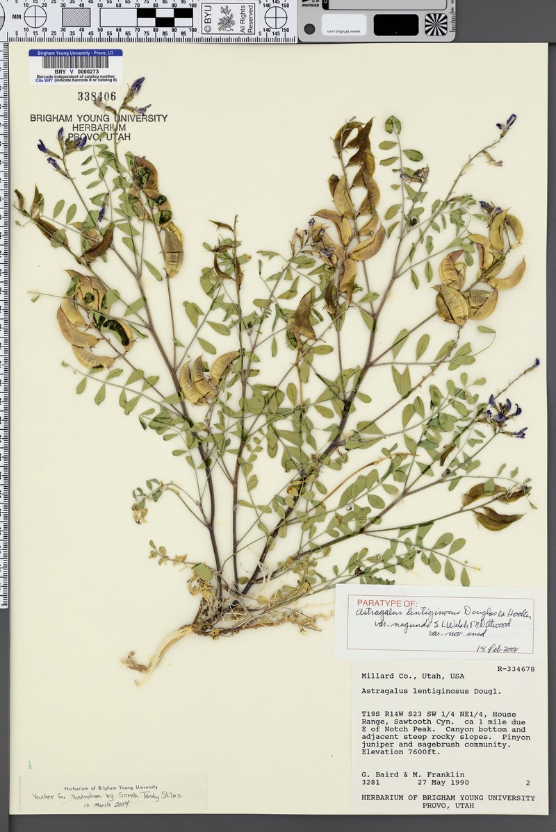 Astragalus lentiginosus var. negundo photo 6