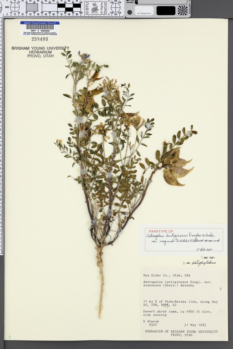 Astragalus lentiginosus var. negundo photo 7