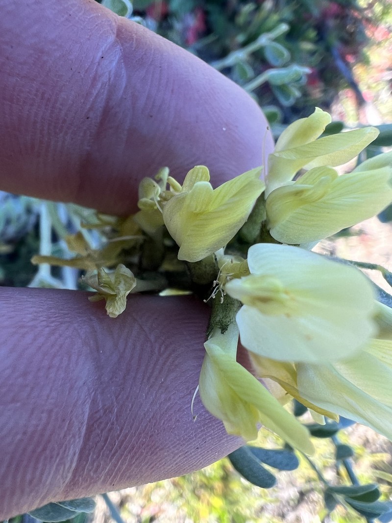 Astragalus lentiginosus var. nigricalycis