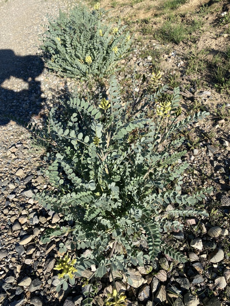 Astragalus lentiginosus var. nigricalycis photo 2