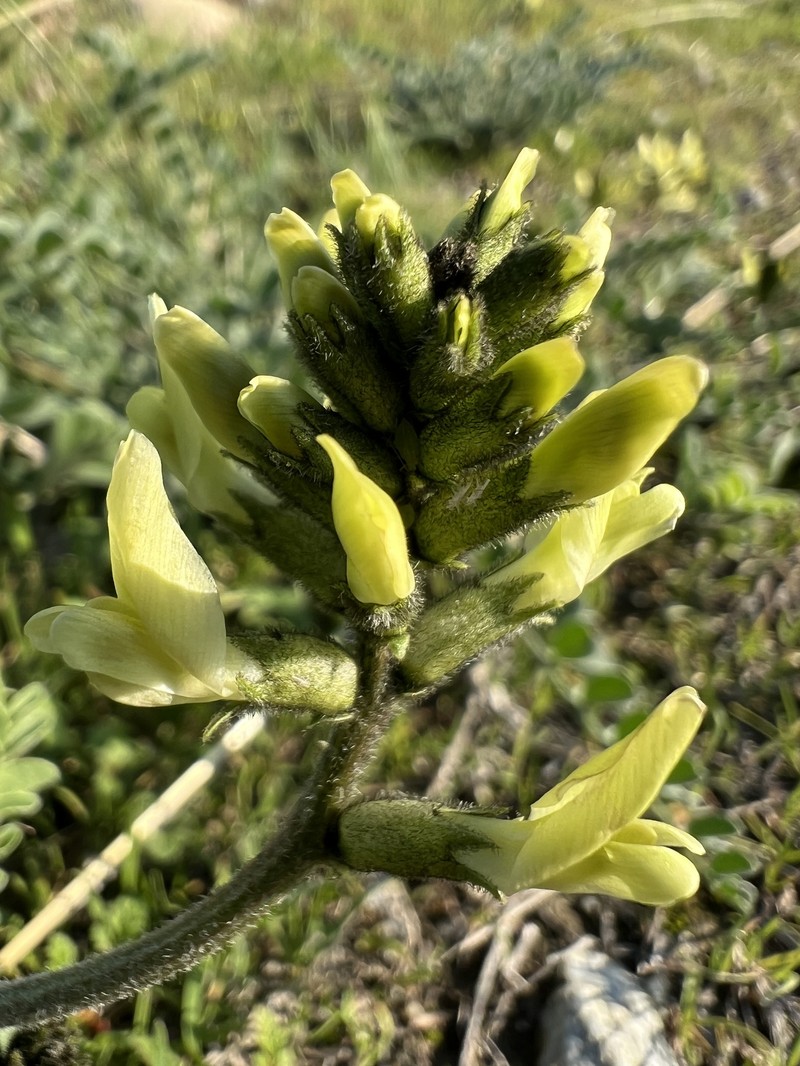 Astragalus lentiginosus var. nigricalycis photo 3